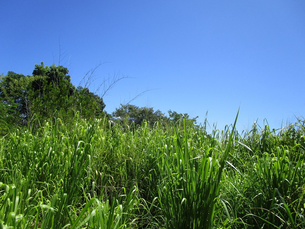 Pepeekeo, Hawaii, 96783, United States, ,Land,Forsale,1989841