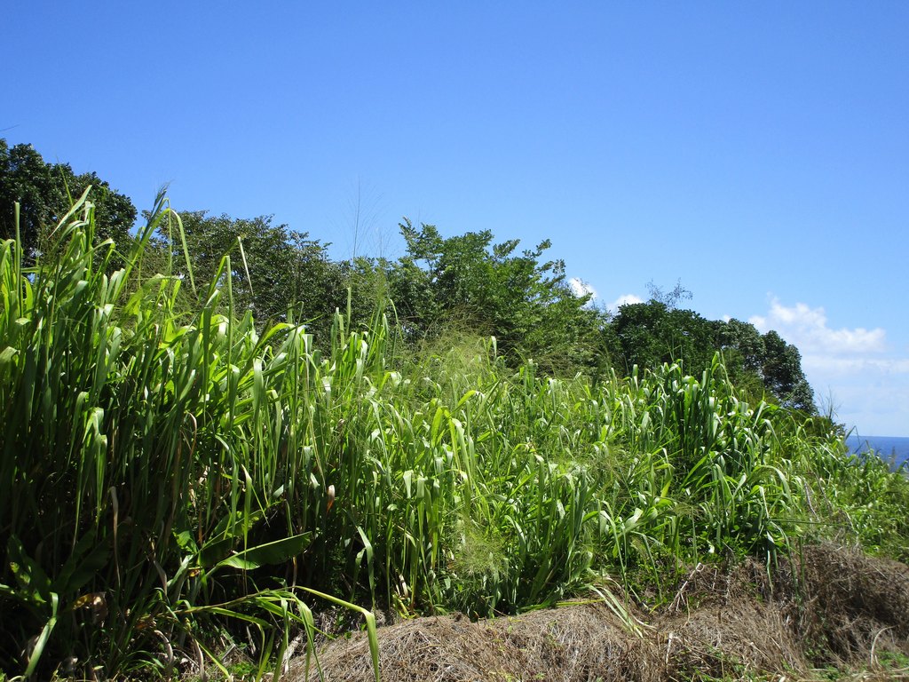 Pepeekeo, Hawaii, 96783, United States, ,Land,Forsale,1989841