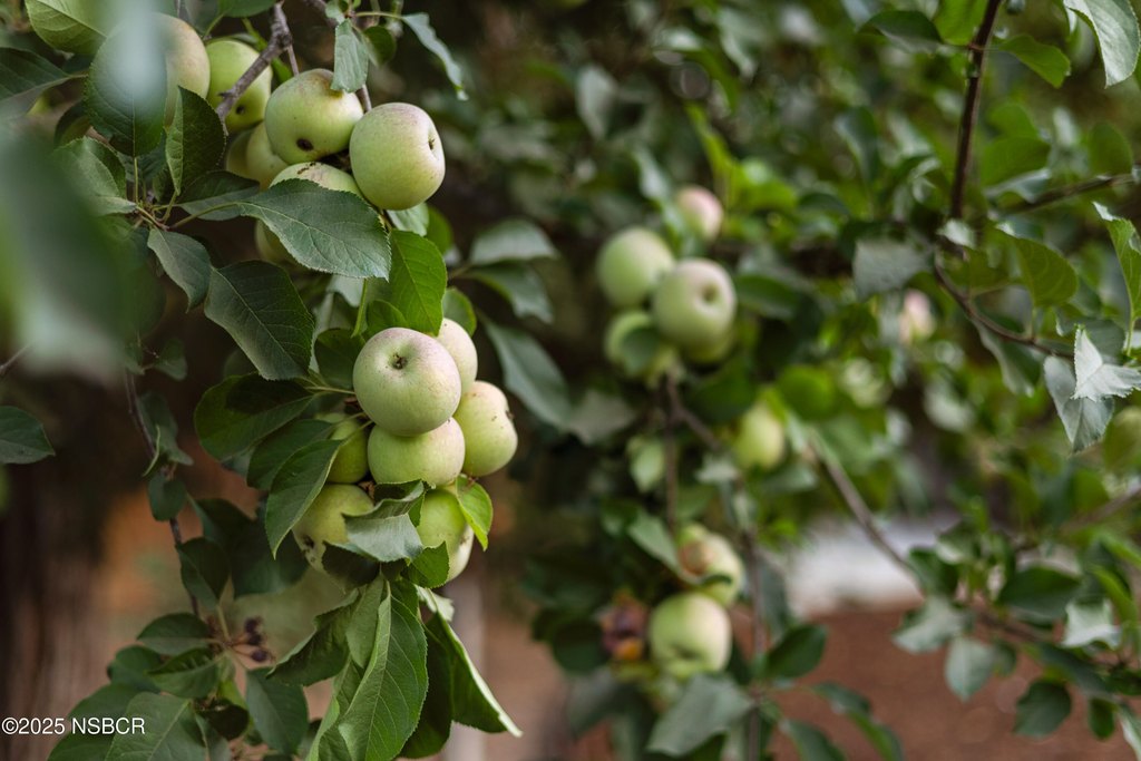 Santa Ynez, California, 93460, United States, 4 Bedrooms Bedrooms, ,2 BathroomsBathrooms,Residential,Forsale,1963623