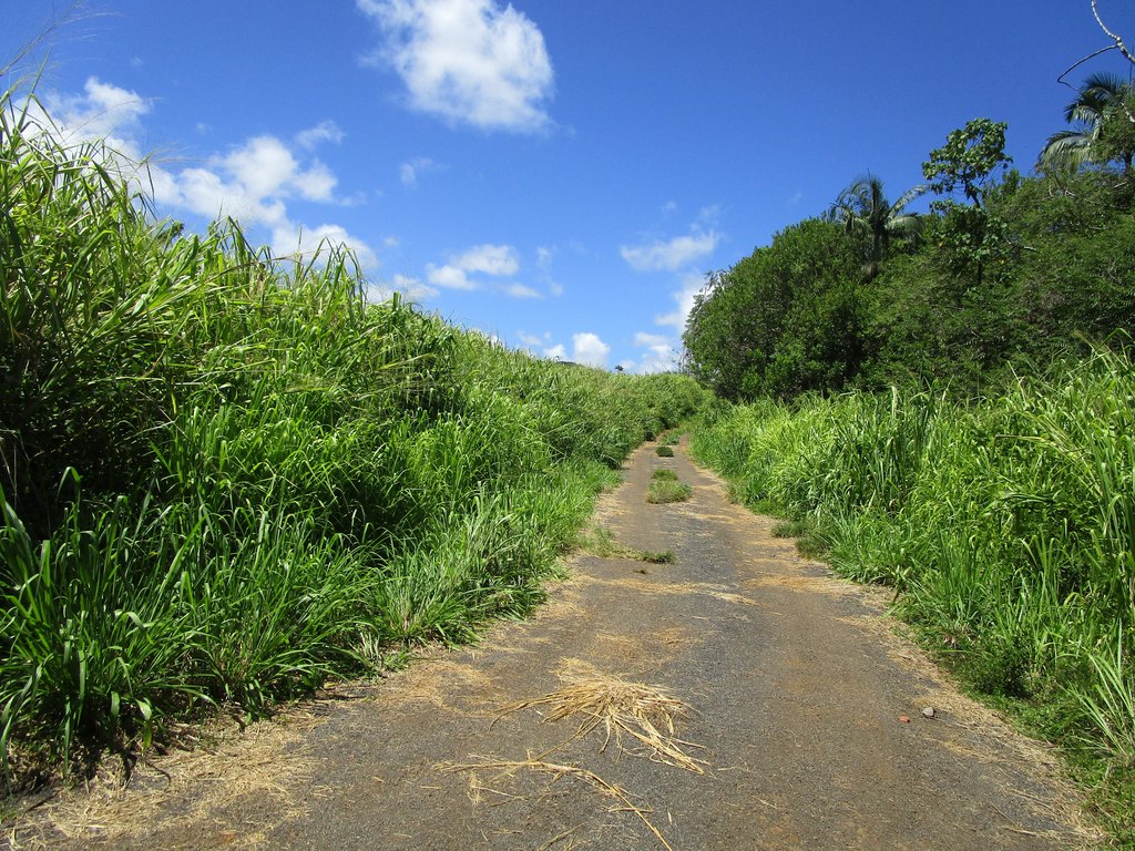 Pepeekeo, Hawaii, 96783, United States, ,Land,Forsale,1989841