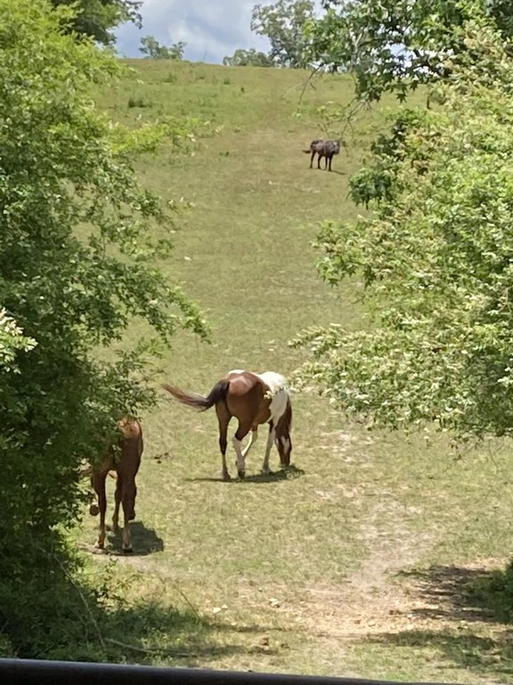 Trion, Georgia, 30753, United States, 3 Bedrooms Bedrooms, ,1 BathroomBathrooms,Residential,Forsale,2004684