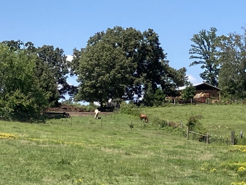 Trion, Georgia, 30753, United States, 3 Bedrooms Bedrooms, ,1 BathroomBathrooms,Residential,Forsale,2004684