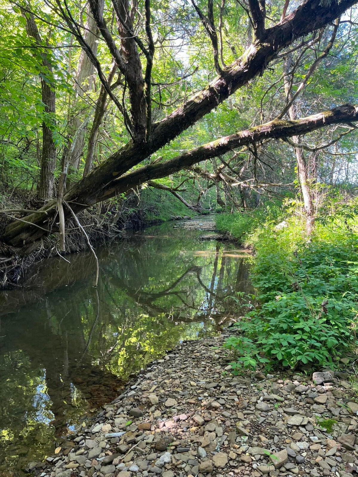 Chickamauga, Georgia, 30707, United States, 4 Bedrooms Bedrooms, ,3 BathroomsBathrooms,Residential,Forsale,2009515