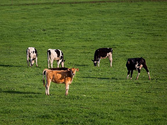 Petaluma, California, 94952, United States, 4 Bedrooms Bedrooms, ,3 BathroomsBathrooms,Residential,Forsale,1985922