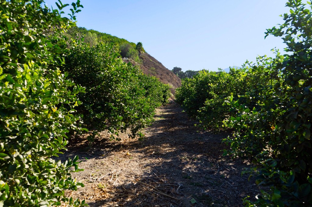 FILLMORE, California, 93015, United States, ,Commercial,Forsale,1964338