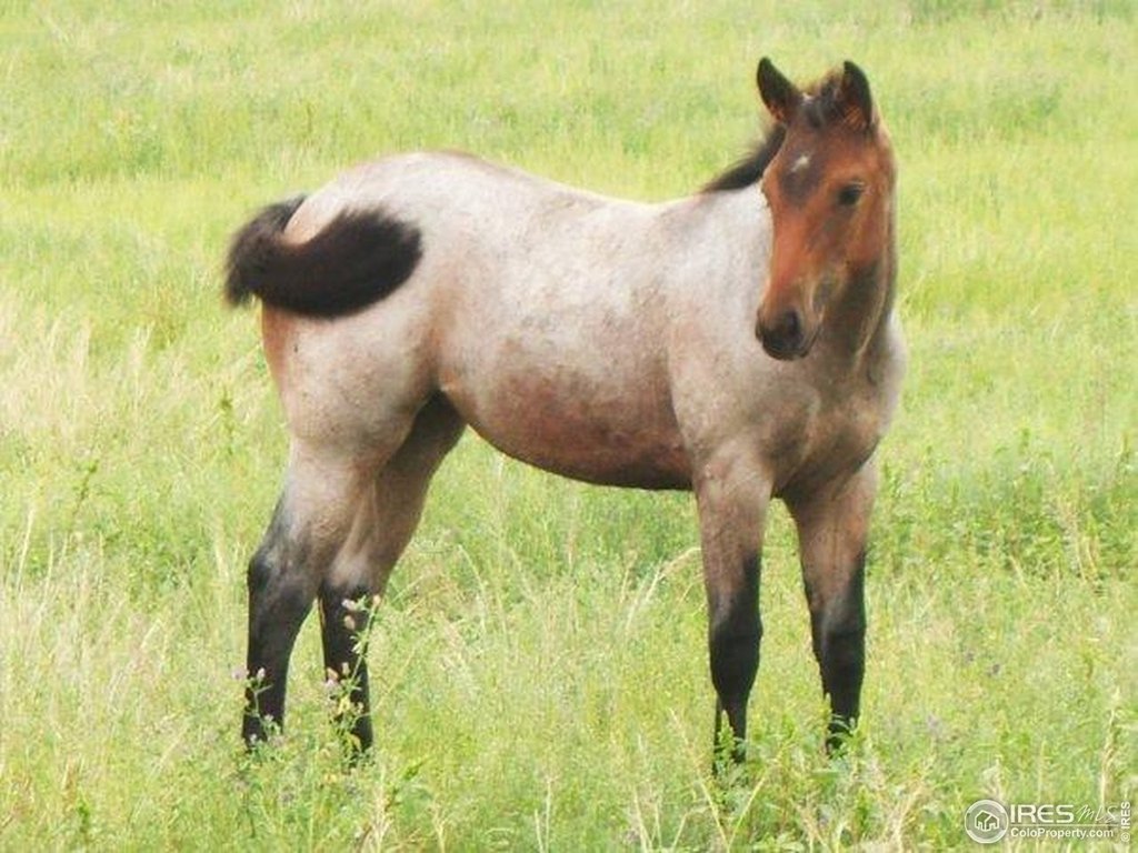 La Salle, Colorado, 80645, United States, ,Land,Forsale,2000012