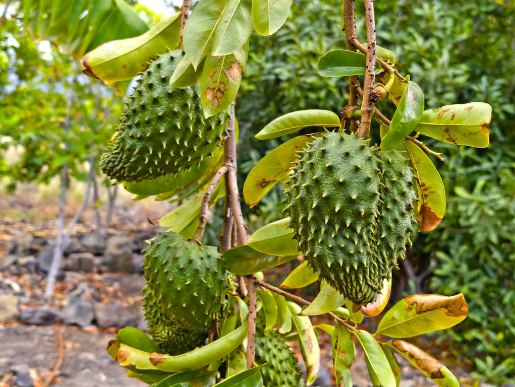 Kailua-Kona, Hawaii, 96740, United States, 3 Bedrooms Bedrooms, ,1.5 BathroomsBathrooms,Residential,Forsale,2004393