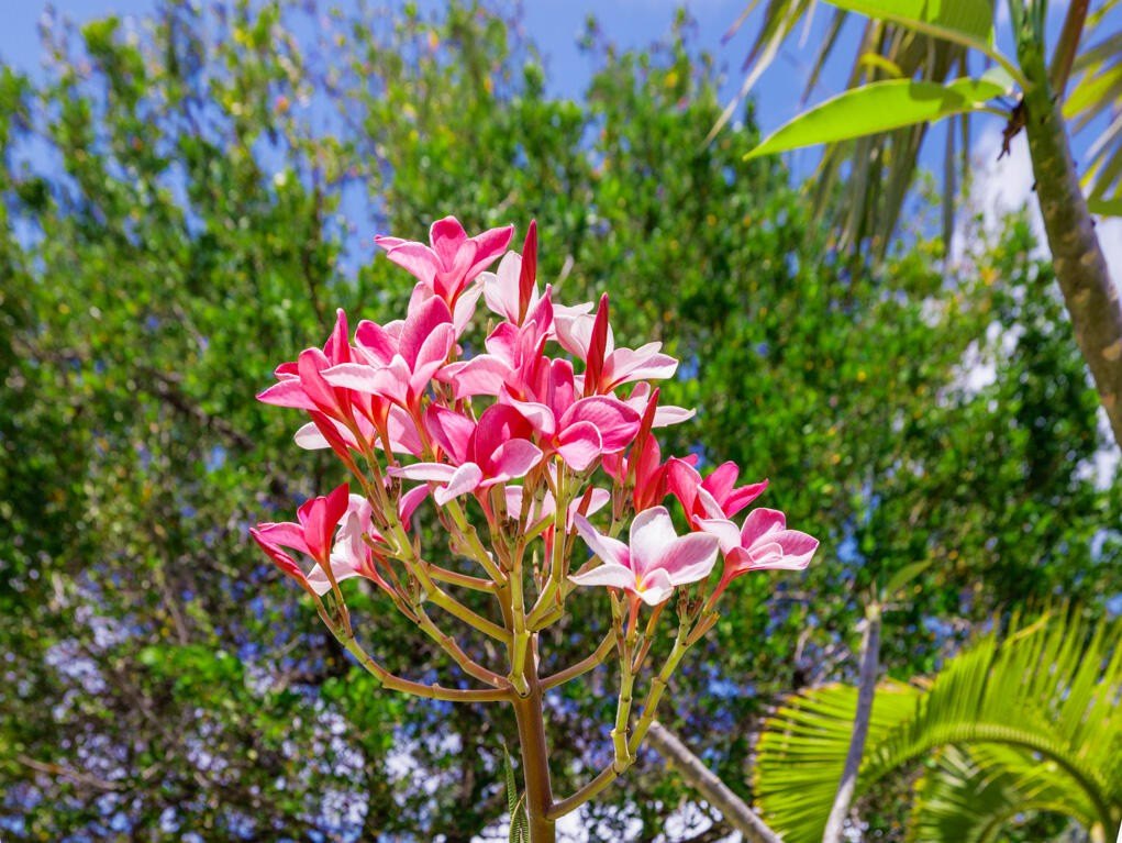 Big Pine, Florida, 33043, United States, 2 Bedrooms Bedrooms, ,1 BathroomBathrooms,Residential,Forsale,2011102