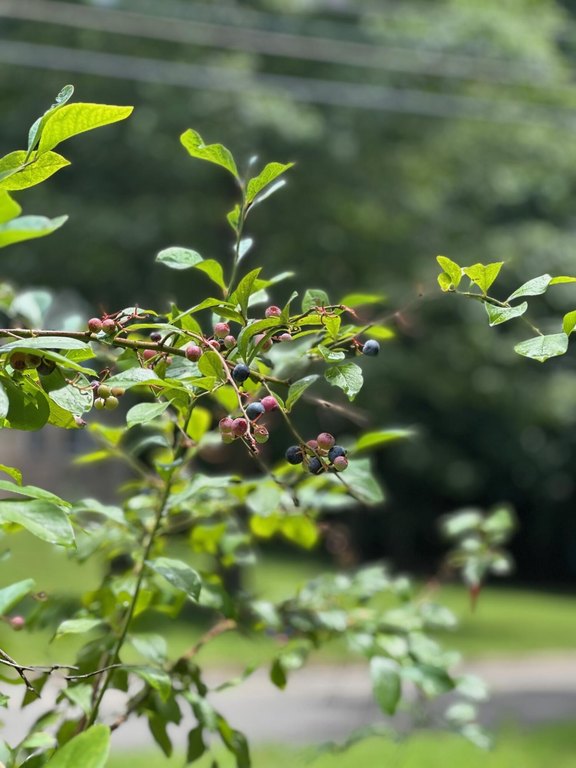 Signal Mountain, Tennessee, 37377, United States, 5 Bedrooms Bedrooms, ,3.5 BathroomsBathrooms,Residential,Forsale,1995325