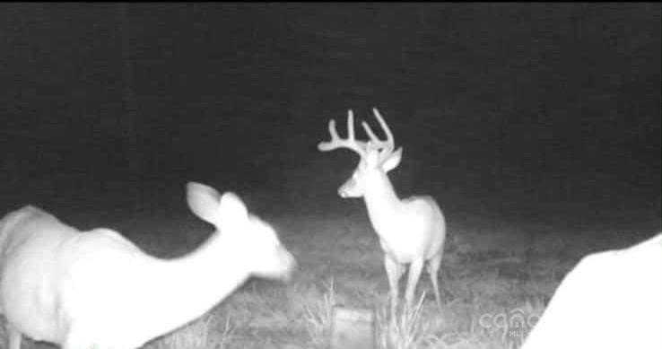 Mills River, North Carolina, 28759, United States, 3 Bedrooms Bedrooms, ,2 BathroomsBathrooms,Residential,Forsale,1985984