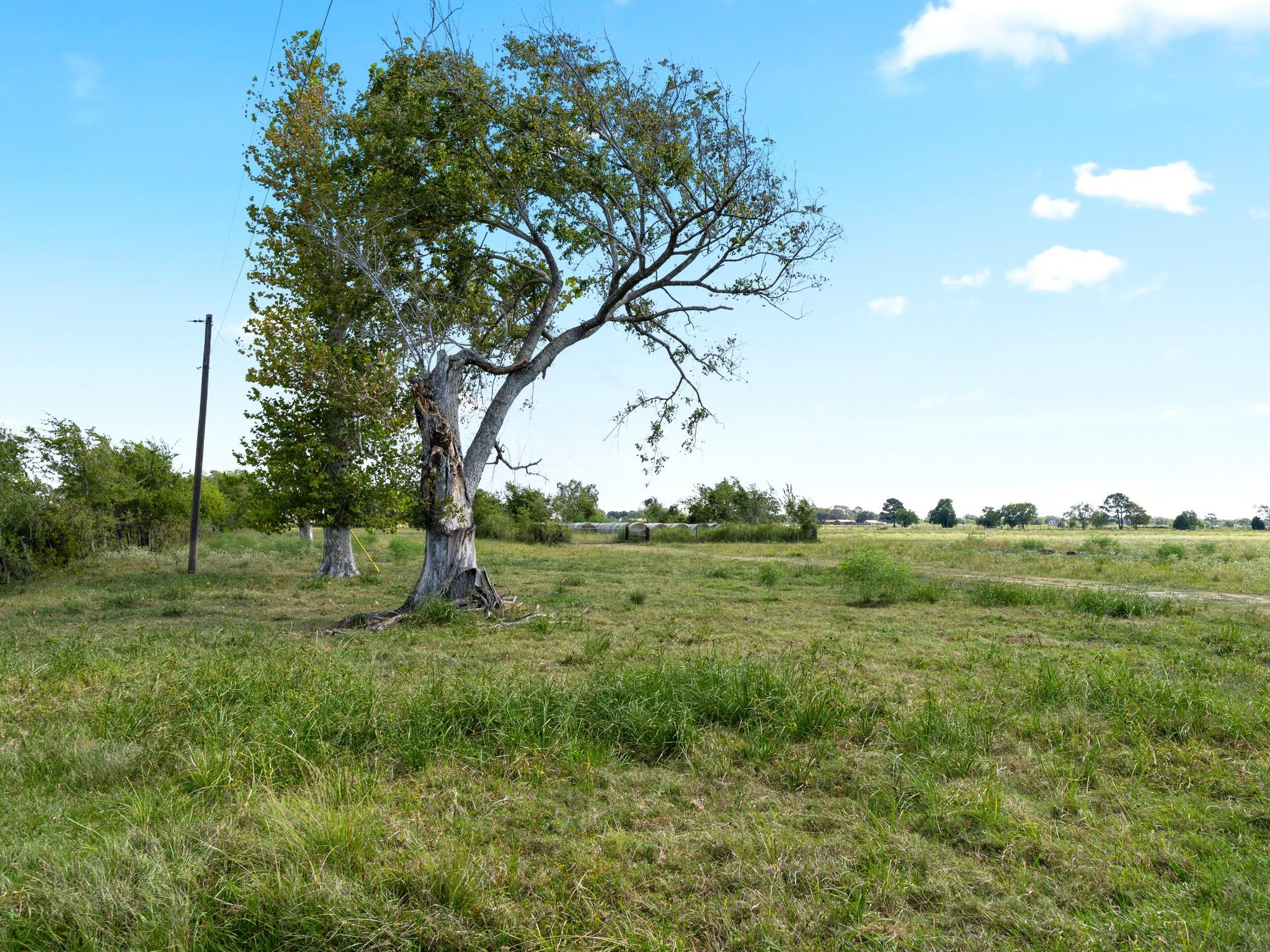 Needville, Texas, 77461, United States, ,Land,Forsale,1973438