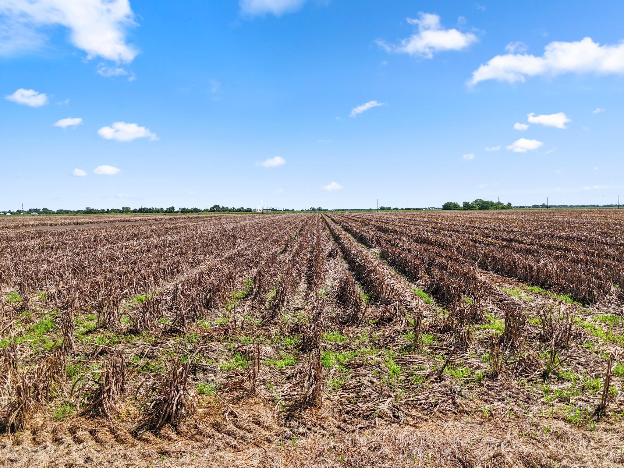 Needville, Texas, 77461, United States, ,Land,Forsale,1973439