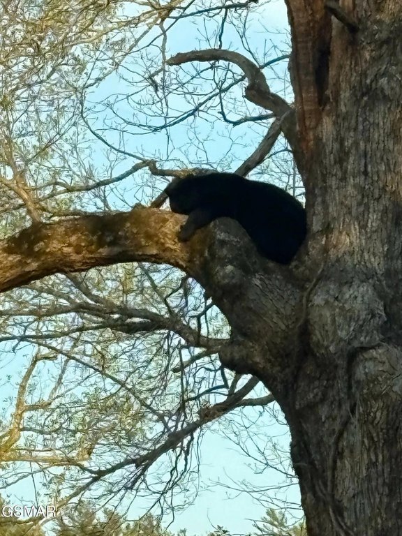 Sevierville, Tennessee, 37862, United States, 3 Bedrooms Bedrooms, ,2 BathroomsBathrooms,Residential,Forsale,1999446