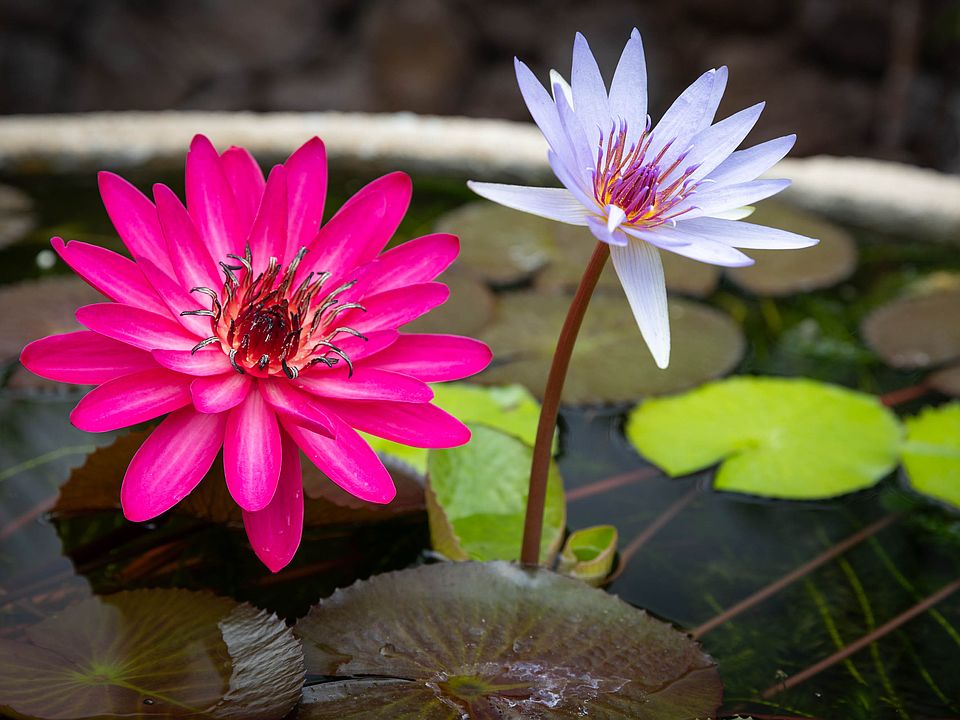 Kamuela, Hawaii, 96743, United States, 6 Bedrooms Bedrooms, ,7 BathroomsBathrooms,Residential,Forsale,2004404