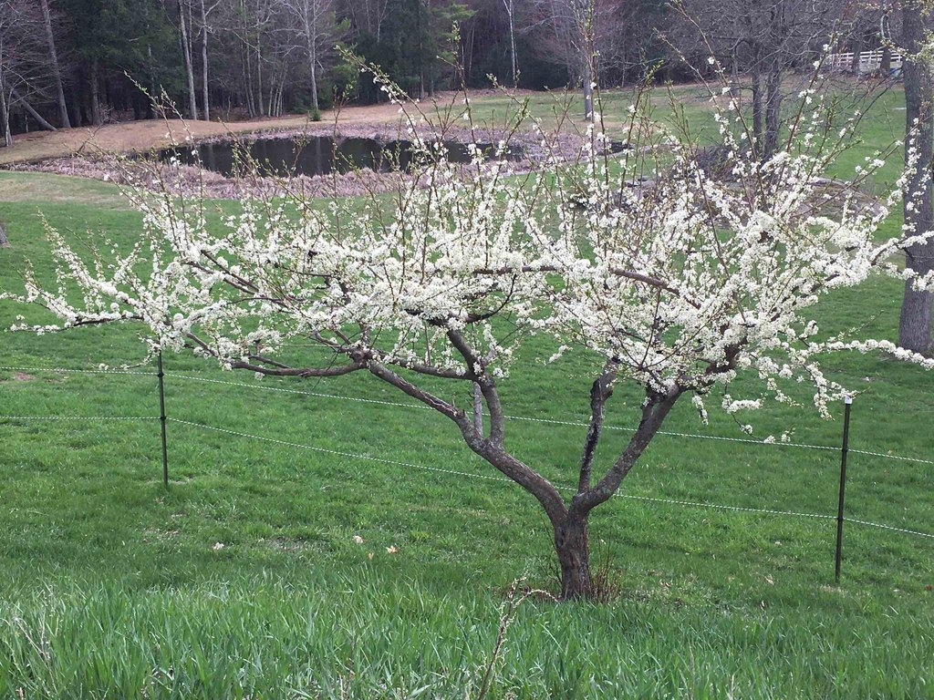 Nottingham, New Hampshire, 03290, United States, 4 Bedrooms Bedrooms, ,2.5 BathroomsBathrooms,Residential,Forsale,2004712