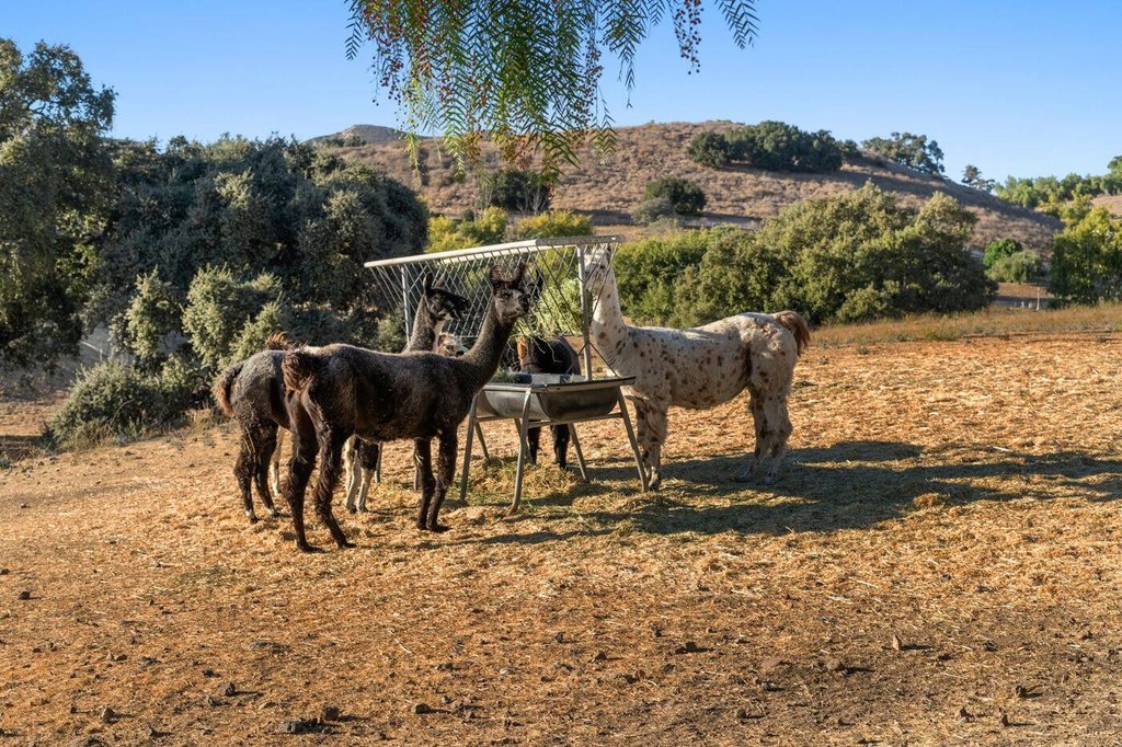SANTA YNEZ, California, 93460, United States, 45 Bedrooms Bedrooms, ,46 BathroomsBathrooms,Residential,Forsale,2004322