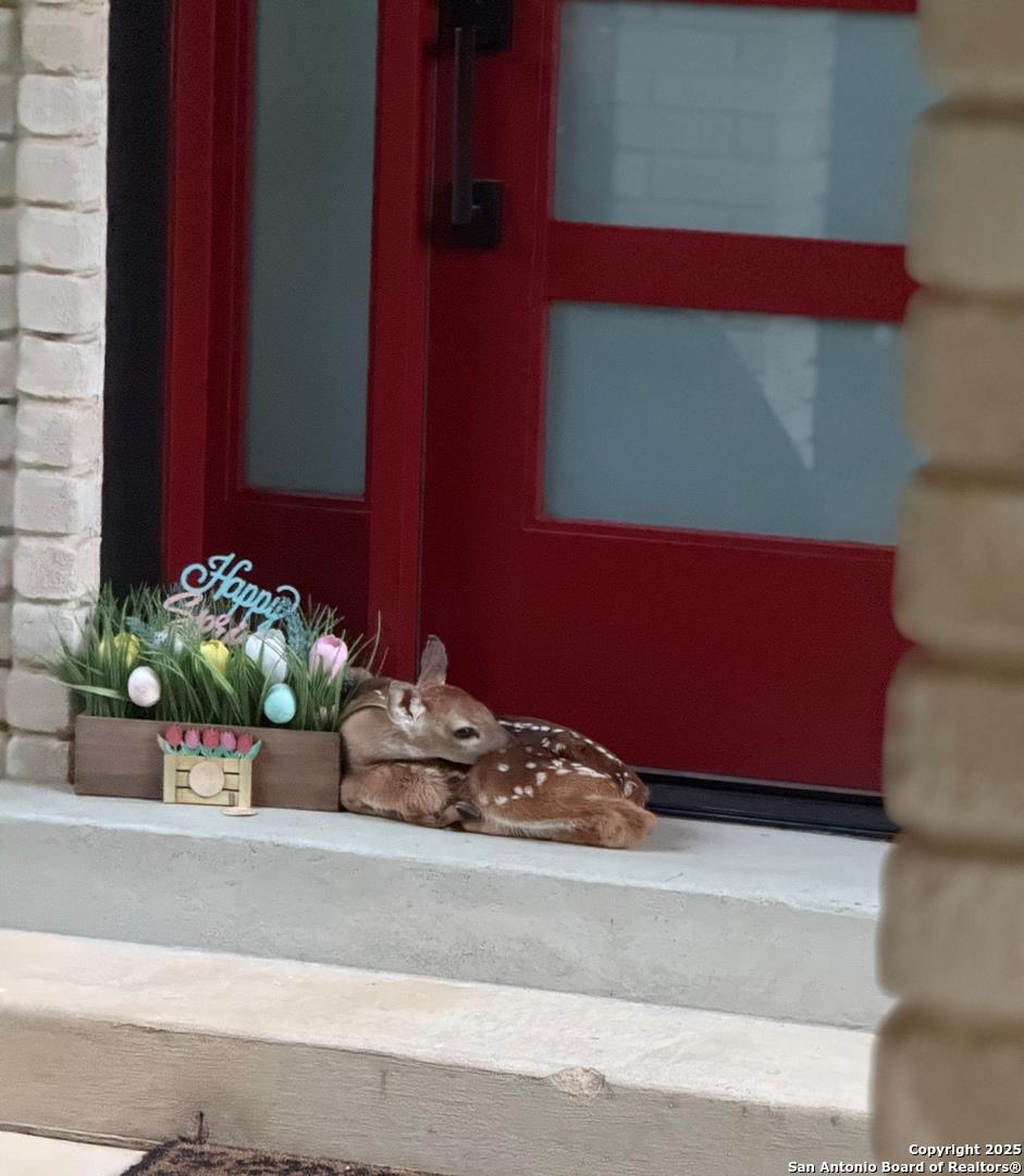 Bulverde, Texas, 78163, United States, 3 Bedrooms Bedrooms, ,2 BathroomsBathrooms,Residential,Forsale,1973442