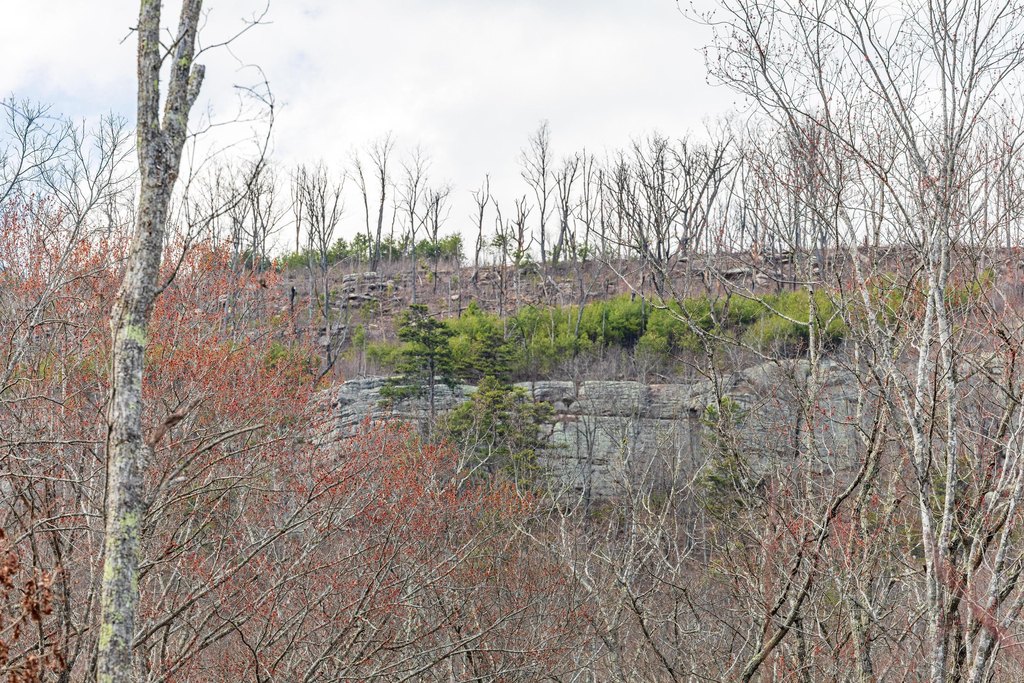 Pikeville, Tennessee, 37367, United States, ,Land,Forsale,2004680