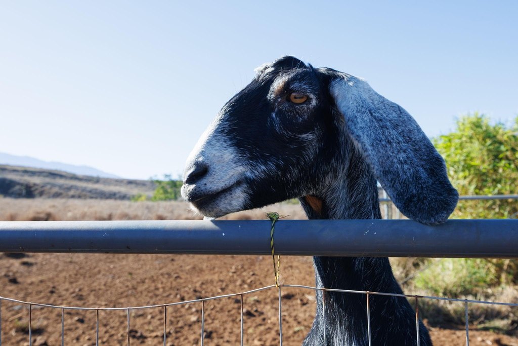 Kula, Hawaii, 96790, United States, ,Land,Forsale,2004556