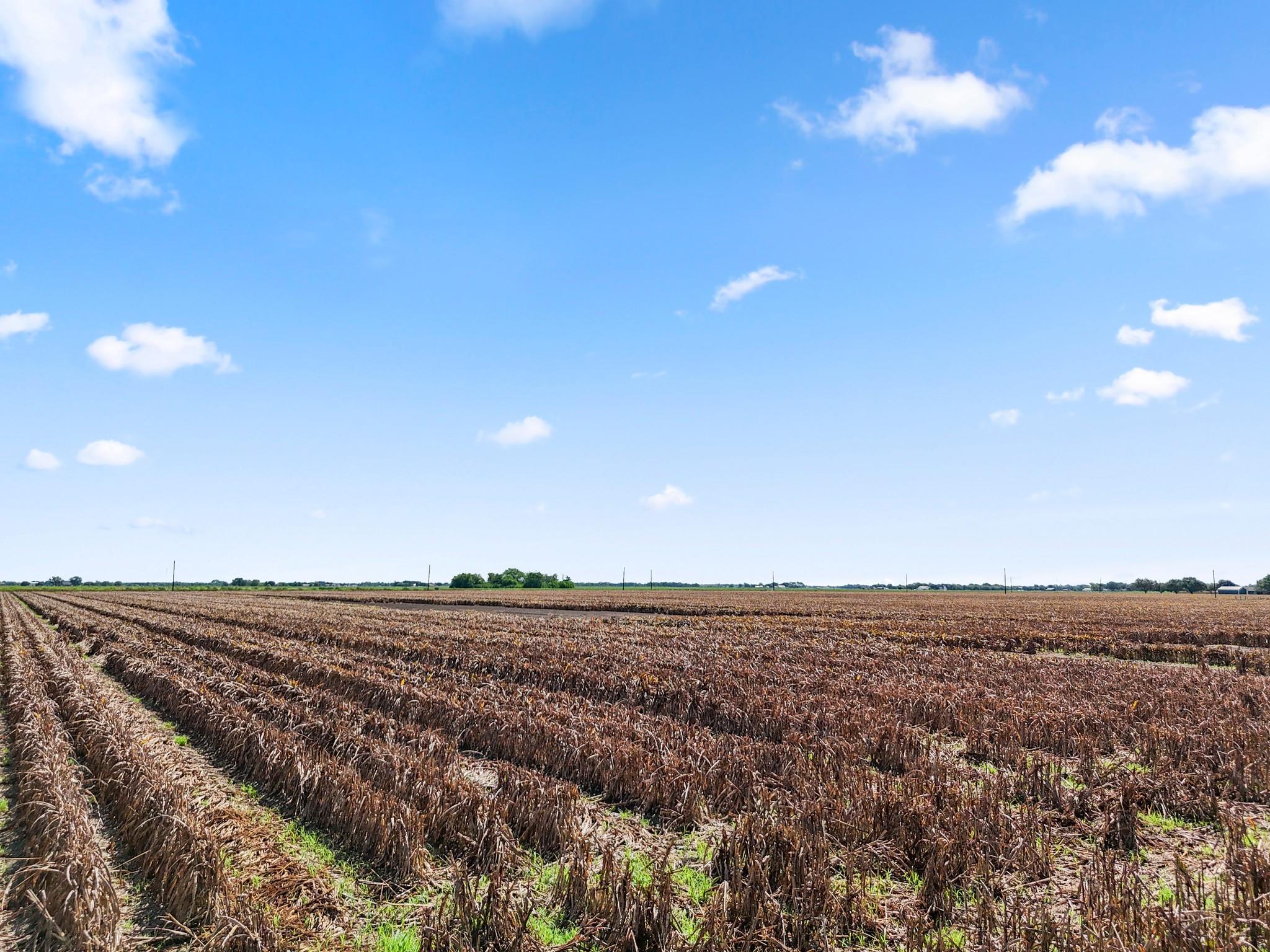 Needville, Texas, 77461, United States, ,Land,Forsale,1973439
