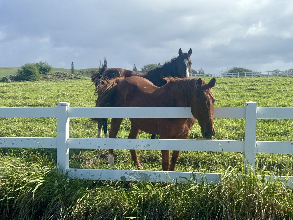 Hawi, Hawaii, 96719, United States, ,Land,Forsale,2004411