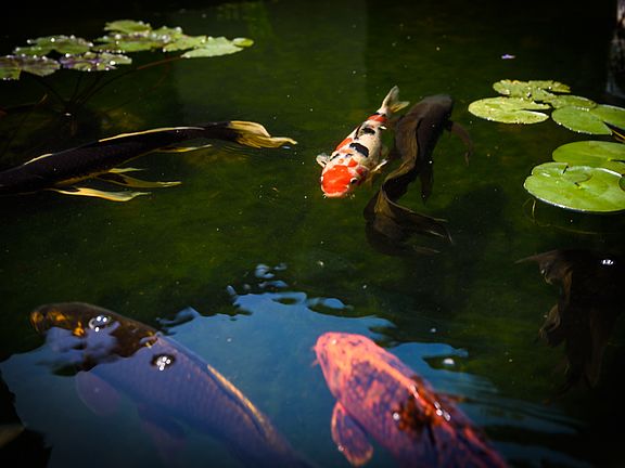 Kamuela, Hawaii, 96743, United States, 6 Bedrooms Bedrooms, ,7 BathroomsBathrooms,Residential,Forsale,2004404