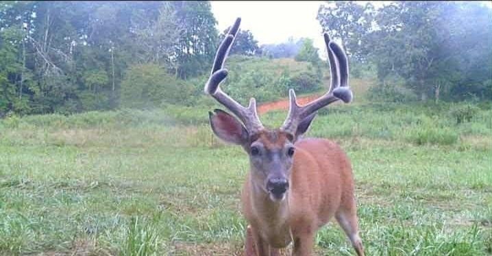 Mills River, North Carolina, 28759, United States, 3 Bedrooms Bedrooms, ,2 BathroomsBathrooms,Residential,Forsale,1985984