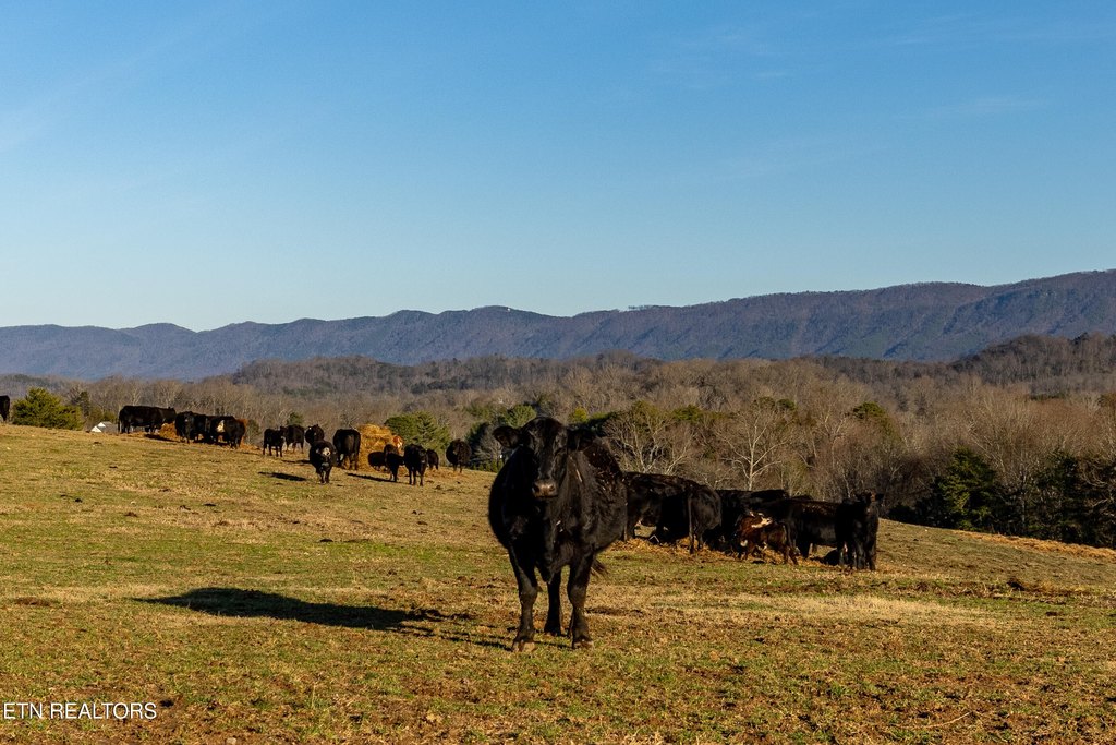 Maryville, Tennessee, 37801, United States, 4 Bedrooms Bedrooms, ,3.5 BathroomsBathrooms,Residential,Forsale,2011912