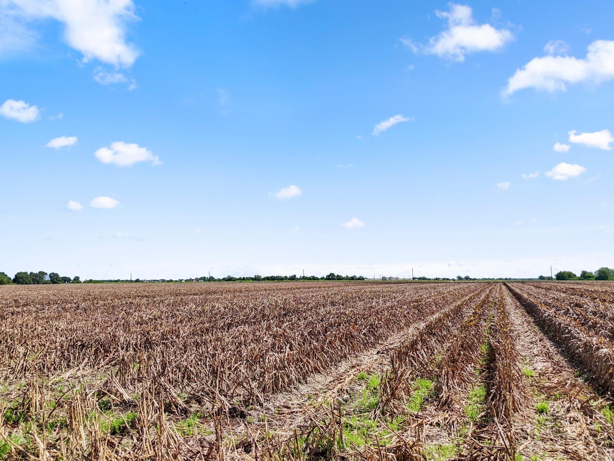 Needville, Texas, 77461, United States, ,Land,Forsale,1973439