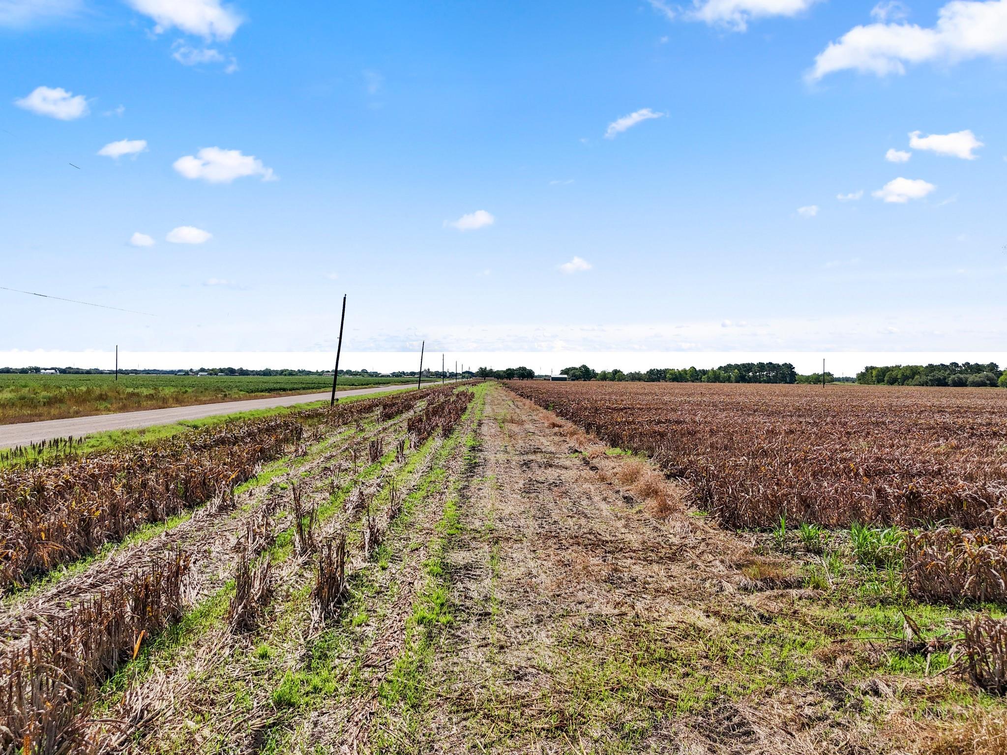 Needville, Texas, 77461, United States, ,Land,Forsale,1973439