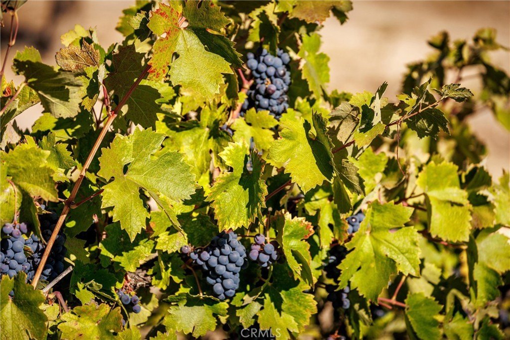 Paso Robles, California, 93446, United States, ,Land,Forsale,1997699