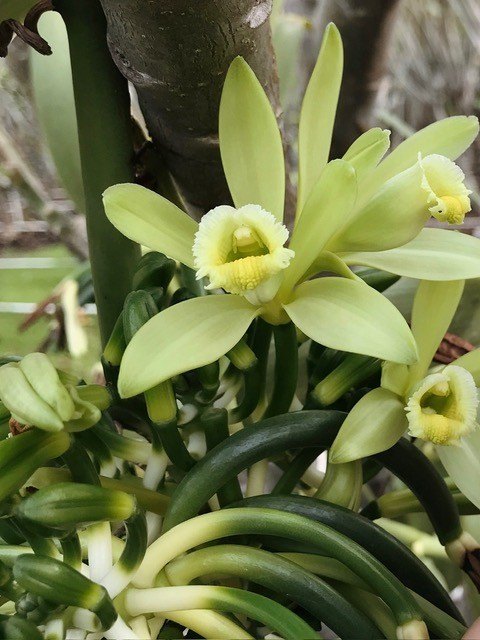 Kailua-Kona, Hawaii, 96740, United States, 3 Bedrooms Bedrooms, ,1.5 BathroomsBathrooms,Residential,Forsale,2004393