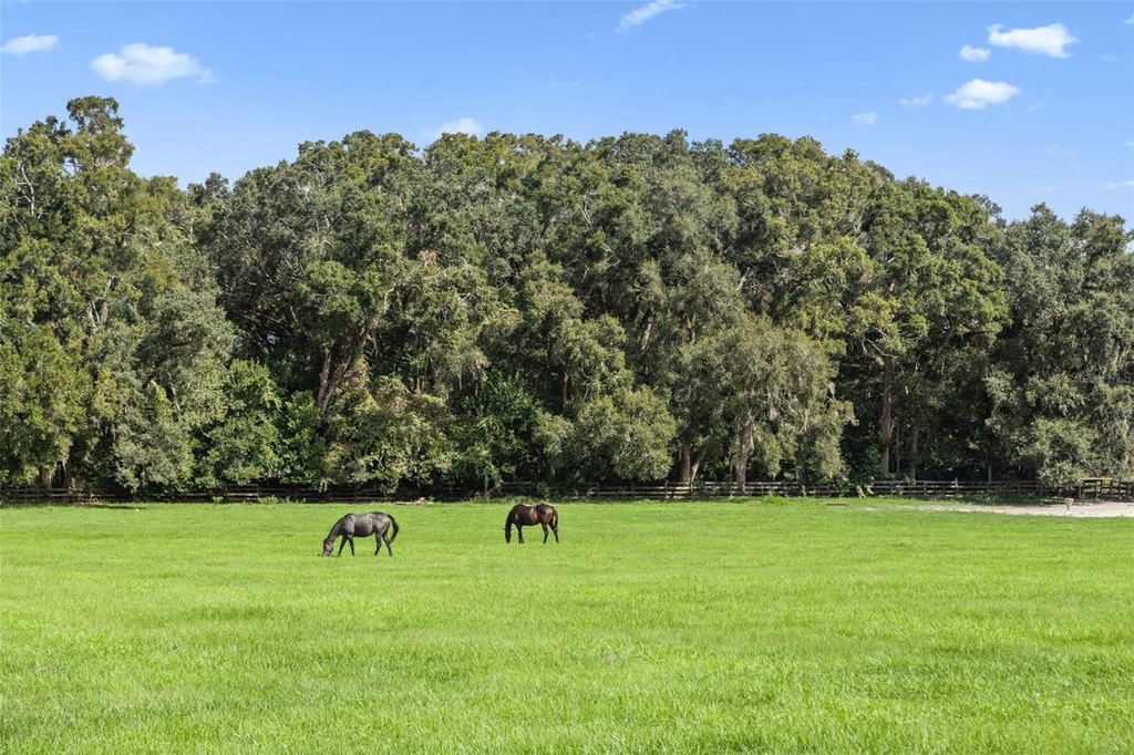 WILLISTON, Florida, 32696, United States, ,Commercial,Forsale,2004593