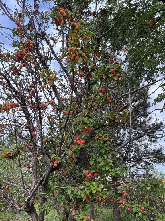 Whitewood, South Dakota, 57793, United States, 3 Bedrooms Bedrooms, ,2 BathroomsBathrooms,Residential,Forsale,2011085