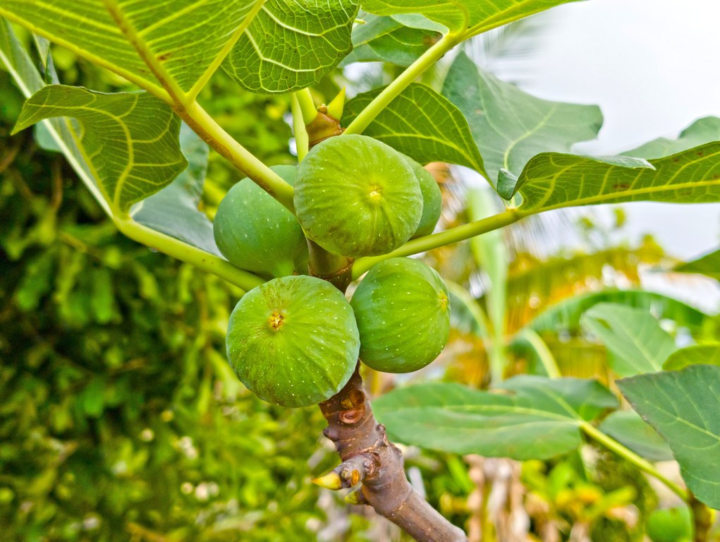 Kailua-Kona, Hawaii, 96740, United States, 3 Bedrooms Bedrooms, ,1.5 BathroomsBathrooms,Commercial,Forsale,2004391