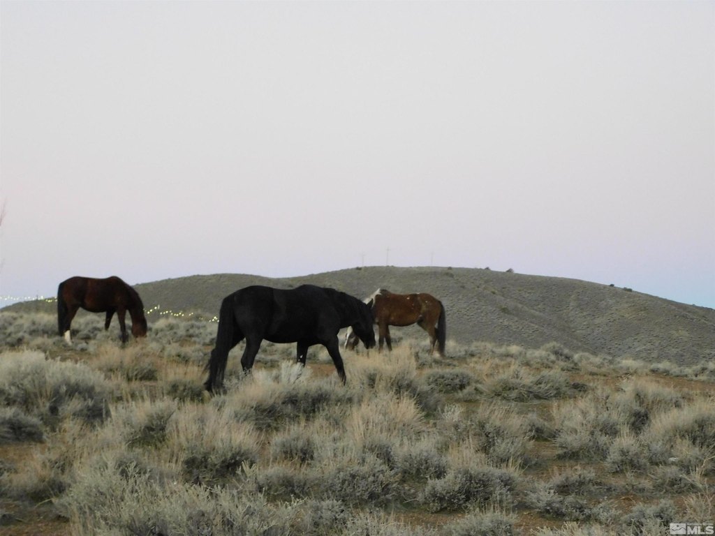 Dayton, Nevada, 89403, United States, ,Land,Forsale,1886494