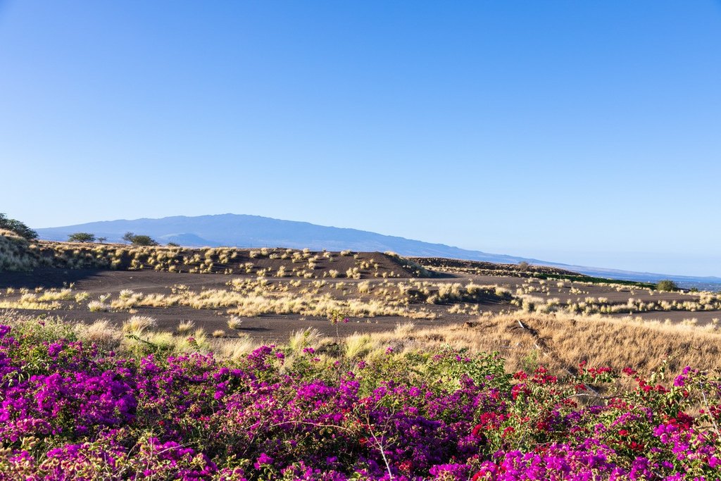 Kamuela, Hawaii, 96743, United States, ,Land,Forsale,1989822