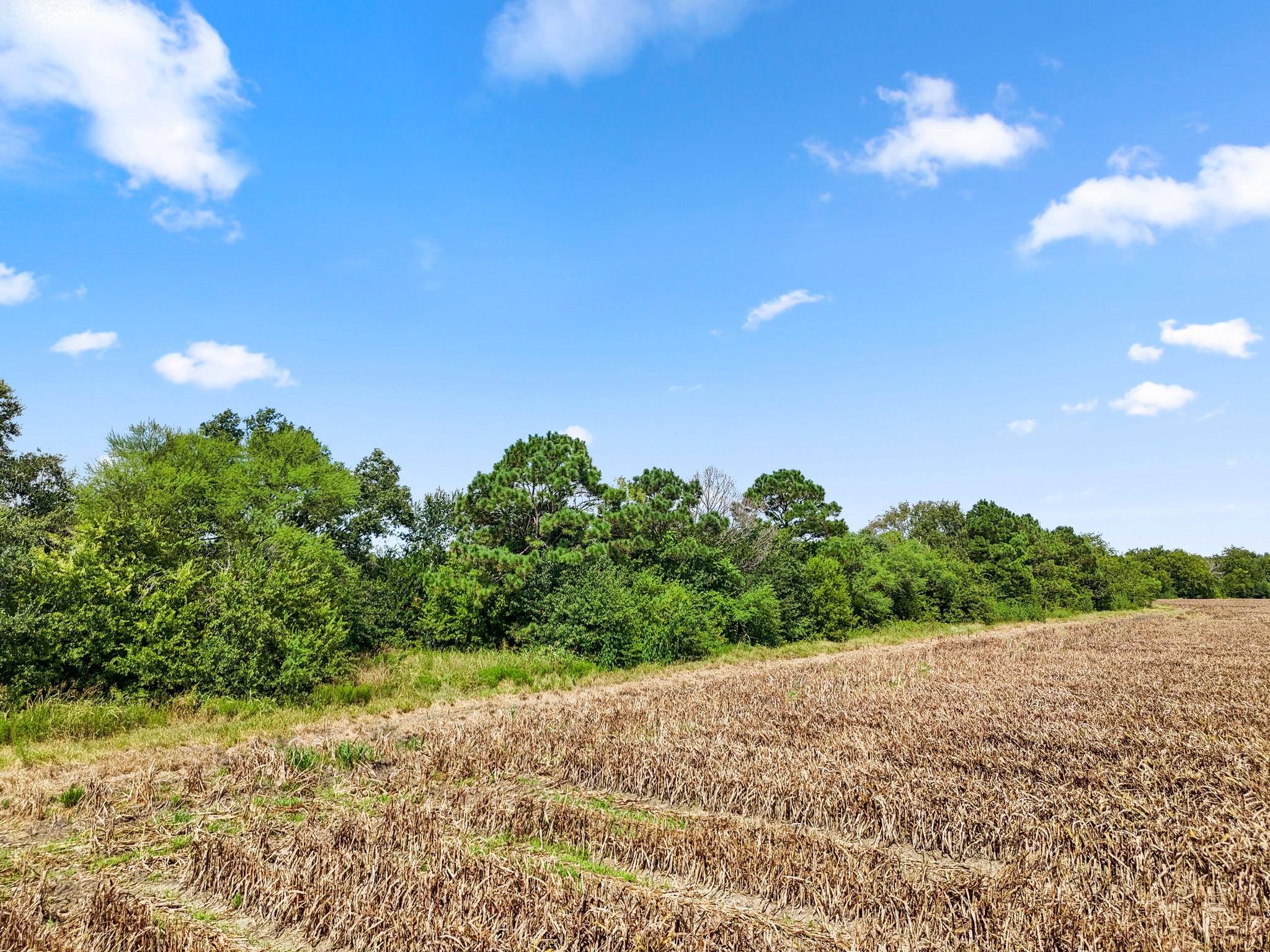 Needville, Texas, 77461, United States, ,Land,Forsale,1973439