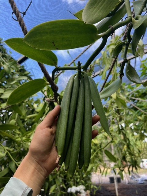 Kailua-Kona, Hawaii, 96740, United States, 3 Bedrooms Bedrooms, ,1.5 BathroomsBathrooms,Commercial,Forsale,2004391