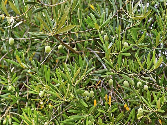 Cloverdale, California, 95425, United States, 3 Bedrooms Bedrooms, ,3 BathroomsBathrooms,Residential,Forsale,1985929