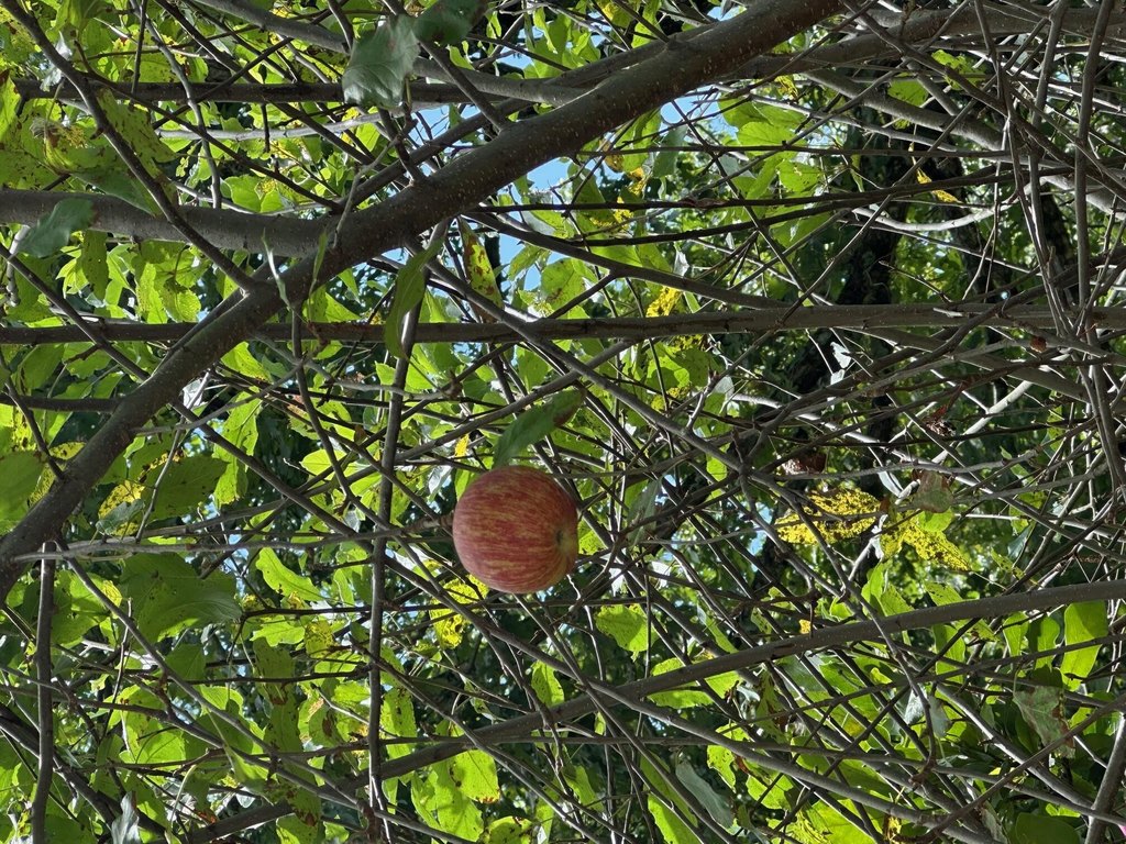 Signal Mountain, Tennessee, 37377, United States, 5 Bedrooms Bedrooms, ,3.5 BathroomsBathrooms,Residential,Forsale,1995325