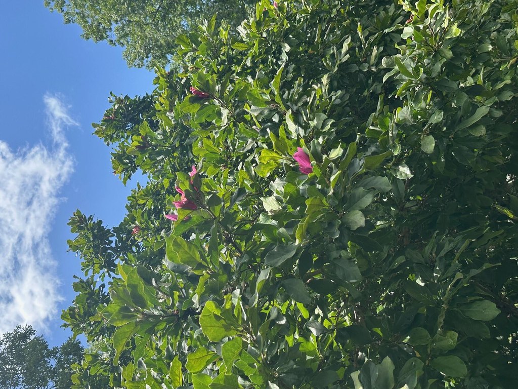 Signal Mountain, Tennessee, 37377, United States, 5 Bedrooms Bedrooms, ,3.5 BathroomsBathrooms,Residential,Forsale,1995325