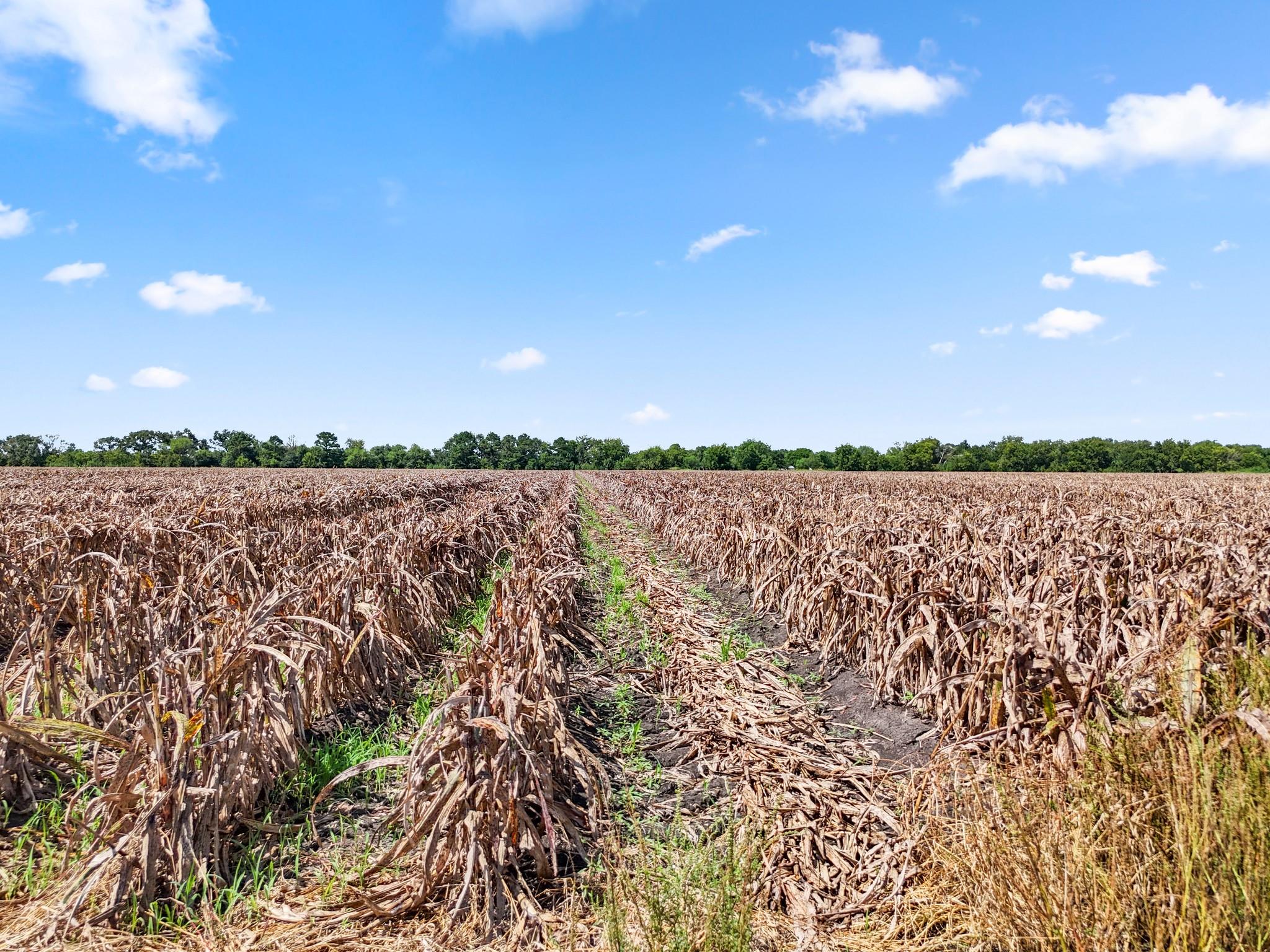 Needville, Texas, 77461, United States, ,Land,Forsale,1973439