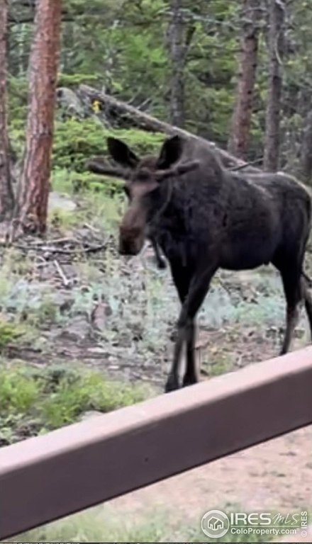 Red Feather Lakes, Colorado, 80545, United States, 4 Bedrooms Bedrooms, ,3.5 BathroomsBathrooms,Residential,Forsale,2014290