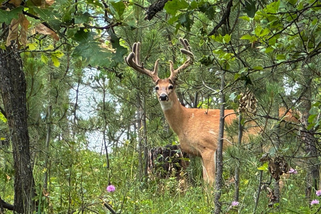 Hulett, Wyoming, 82720, United States, 3 Bedrooms Bedrooms, ,2 BathroomsBathrooms,Residential,Forsale,2004328