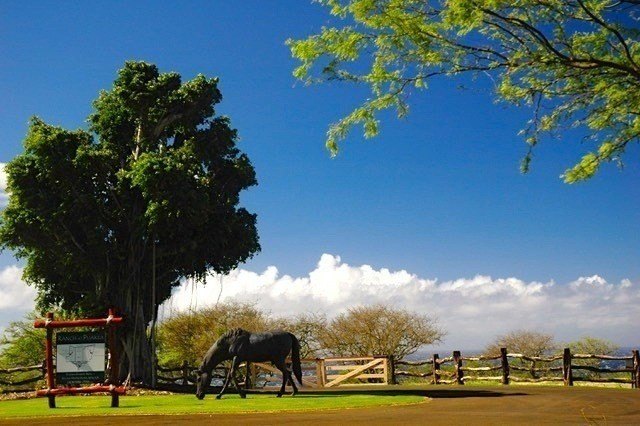 Hawi, Hawaii, 96719, United States, ,Land,Forsale,1886637