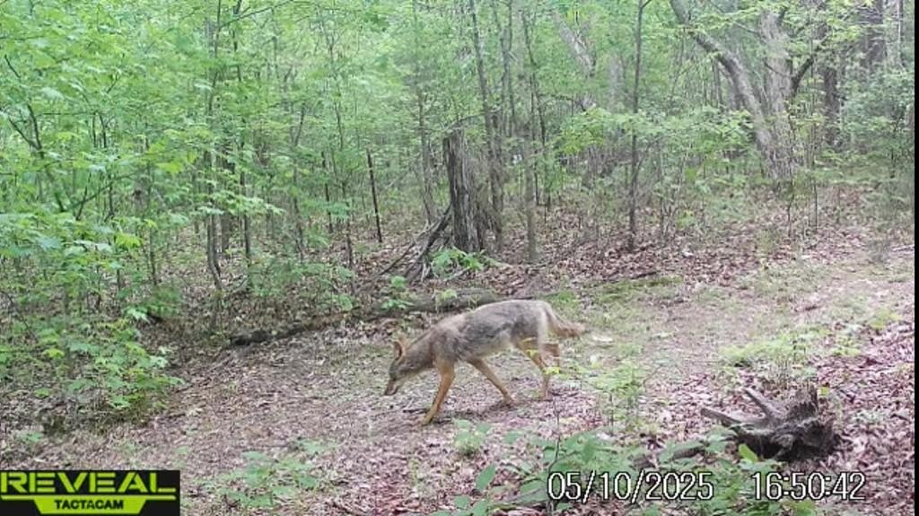 COOKEVILLE, Tennessee, 38501, United States, 3 Bedrooms Bedrooms, ,3 BathroomsBathrooms,Residential,Forsale,1952670