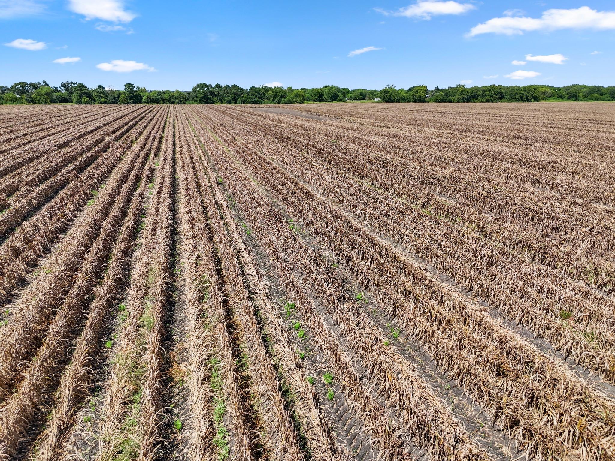 Needville, Texas, 77461, United States, ,Land,Forsale,1973439