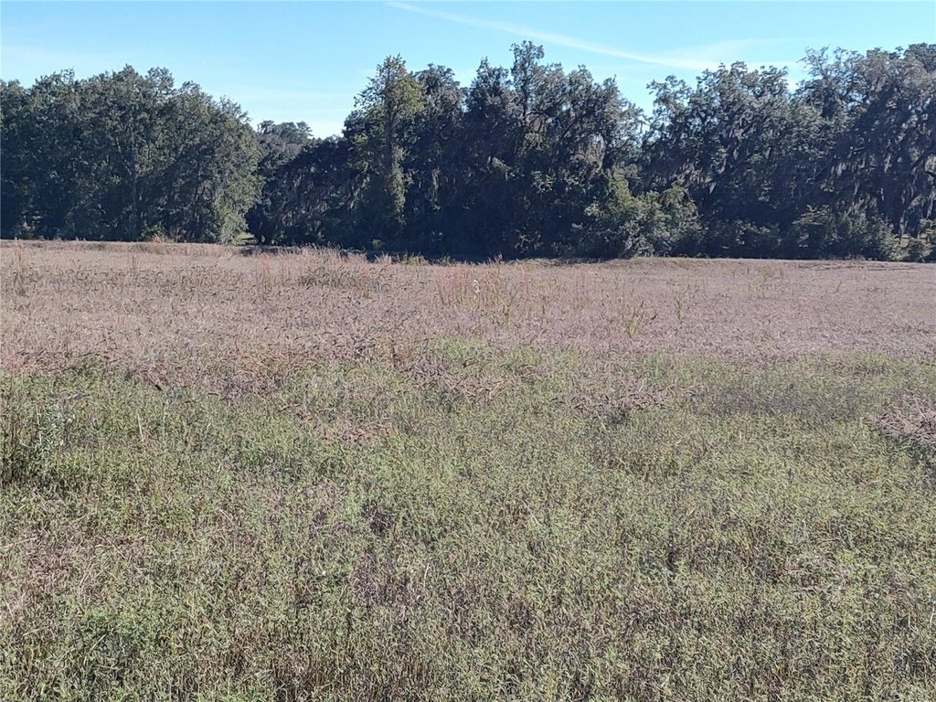 OCALA, Florida, 34482, United States, ,Land,Forsale,1994133
