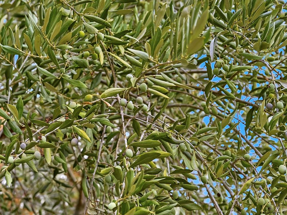 Cloverdale, California, 95425, United States, 3 Bedrooms Bedrooms, ,3 BathroomsBathrooms,Residential,Forsale,1985929